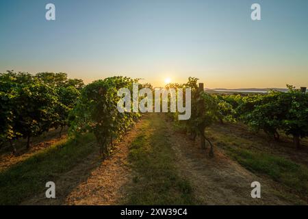Vineyard agricultural fields in the countryside, beautiful aerial landscape during sunrise. Stock Photo