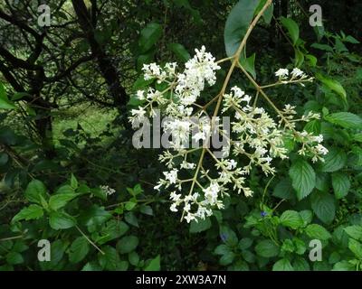 Nilgiri Privet (Ligustrum robustum perrottetii) Plantae Stock Photo - Alamy