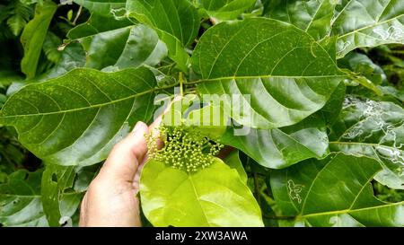 malbau (Premna serratifolia) Plantae Stock Photo