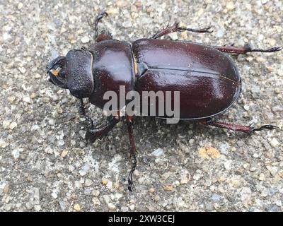 Reddish-brown Stag Beetle (Lucanus capreolus) Insecta Stock Photo