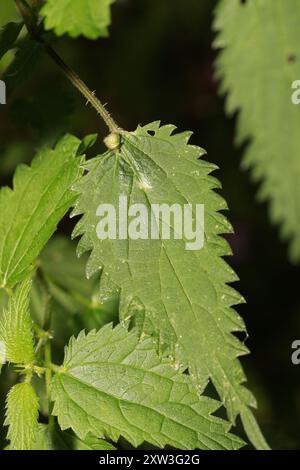 Nettle Pouch Gall Midge (Dasineura urticae) Insecta Stock Photo