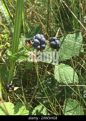 European dewberry (Rubus caesius) Plantae Stock Photo - Alamy