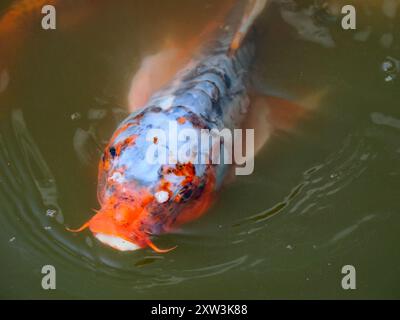 Close-up blue and red speckled with black carp koi (Cyprinus) on the water surface Stock Photo