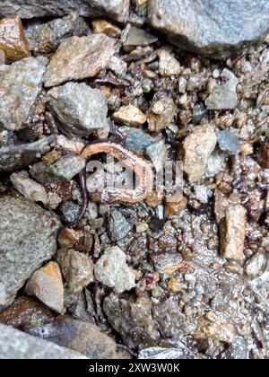 Carolina Mountain Dusky Salamander (Desmognathus carolinensis) Amphibia