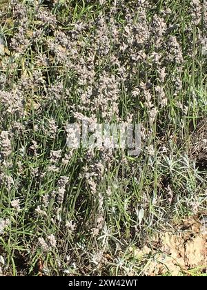 Common Lavender (Lavandula angustifolia) Plantae Stock Photo - Alamy