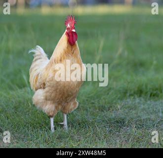 Free ranging buff Orpington chicken rooster on an organic farm near Raeford North Carolina that looks like it is standing at attention. Stock Photo