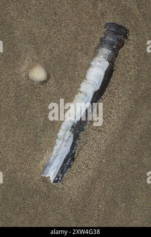 Pod Razor (Ensis siliqua), Mollusca, Pleasure Beach, Blackpool FY4 1BB ...
