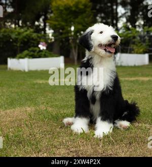 Poodle, black, sitting on a lawn Stock Photo - Alamy