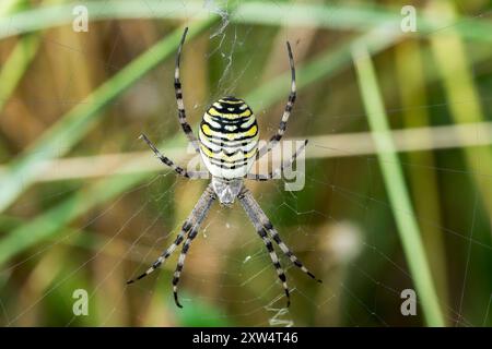 wasp spider, Argioope bruennichi, single adult resting on orb web in vegetation, Norfolk, England, United Kingdom, Europe Stock Photo