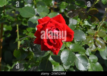 Beautiful single red rose bloom with a background of green rose leaves on a sunny summer day. Stock Photo
