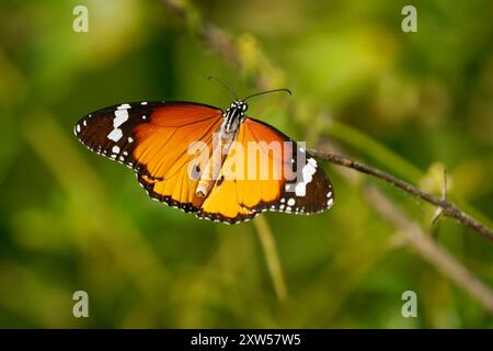 Orange butterfly Danaus chrysippus, also Plain tiger or African queen or African monarch, in Asia, Australia and Africa, consume plants in the genus A Stock Photo