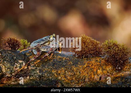 Natal Lightfoot Crab Grapsus tenuicrustatus or maculatus, colorful crab from rocky shores, key scavenger, great climber, vital to intertidal ecosystem Stock Photo