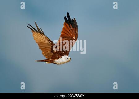 Brahminy kite Haliastur indus also Red-backed sea-eagle in Australia, flying bird of prey in Accipitridae, found in the Indian subcontinent, Southeast Stock Photo