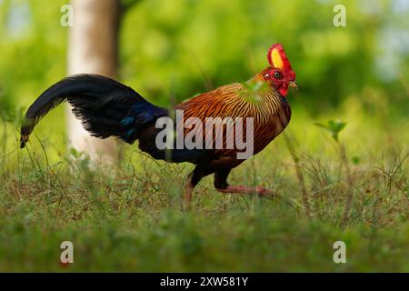 Sri Lanka Junglefowl Gallus lafayettii, vibrant endemic bird in forests, scrublands; striking red-orange plumage; national bird of Sri Lanka, ancestor Stock Photo