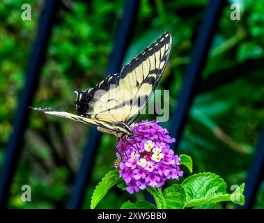 Black and White Zebra Swallowtail Butterfly Eurytides Marcellus on Colorful Fflowers Macro Stock Photo