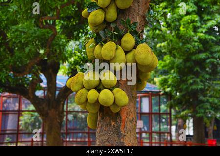 Jackfruits hanging on tree in a botanical garden Stock Photo