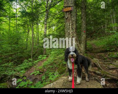 A spirited Bernedoodle, ready for adventure, stands proudly on a rock in front of the Haystack Mountain sign in Lake Placid, Upstate New York, its red Stock Photo