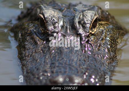 Large Alligators Of The Pearl River In Slidell Louisiana ,On The Honey Island Swamp Boat Tour. Stock Photo