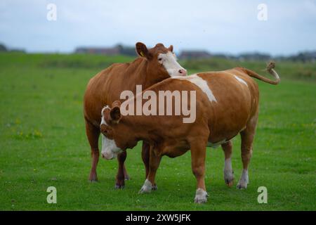 Cows on summer pasture. Cows on dairy milk farm. Cattle grazing in a field. Cows on green grass in a meadow, pasture. Cow grazing on farmland. Brown c Stock Photo