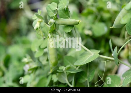 Peas Pisum sativum on olive wood for a pea  soup Stock Photo