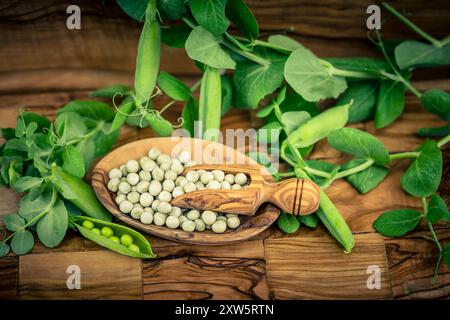 Peas Pisum sativum on olive wood for a pea  soup Stock Photo