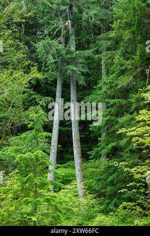 WA25577-00...WASHINGTON -  Forest along the Elwha River in Olympic National Park. Stock Photo