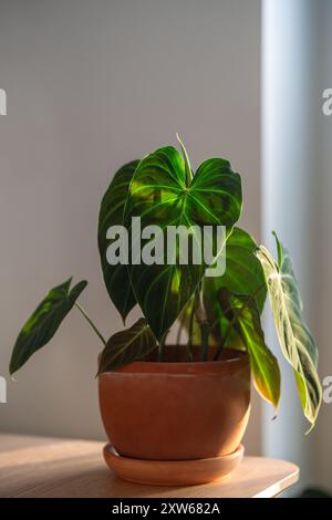 Closeup of Philodendron Splendid plant in flower pot at home.  Stock Photo