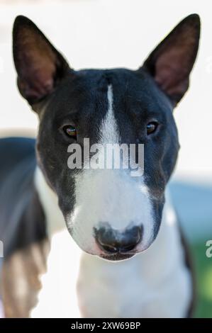 Close up of a black and white miniature bull terrier head shot looking into the camera Stock Photo