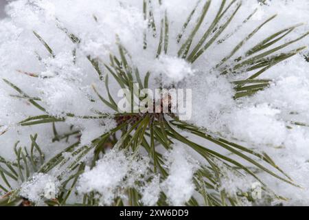 soft fluffy snow covered the pine branch in winter, closeup Stock Photo