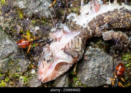 Dinomyrmex gigas, Giant Forest Ants from Southeast Asia, Eating a Gecko (Gekkonidae) Stock Photo