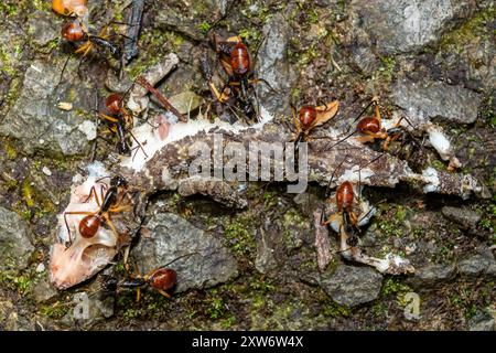 Dinomyrmex gigas, Giant Forest Ants from Southeast Asia, Eating a Gecko (Gekkonidae) Stock Photo