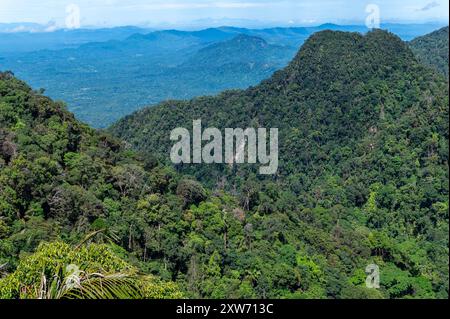 Forest-Covered Mountains in Kubah National Park, Malaysia Stock Photo