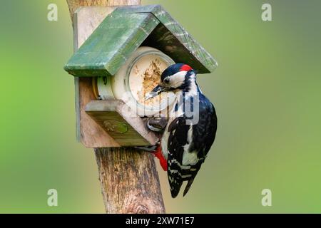 Close up of male Great Spotted Woodpecker, Dendrocopos major, with red neck spot foraging foraging at a bird feeder from a glass jar with bird peanut Stock Photo