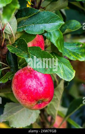 Bright red apple on the tree. Akane also known as Tokyo Rose c. Stock Photo