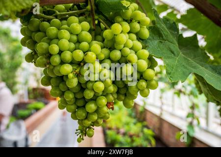 A bunch of ripening grapes hanging on the vine. Stock Photo