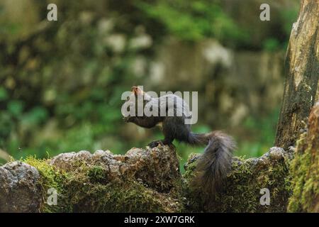 A black squirrel is sitting on a moss-covered rock amidst a blurred forest landscape Stock Photo