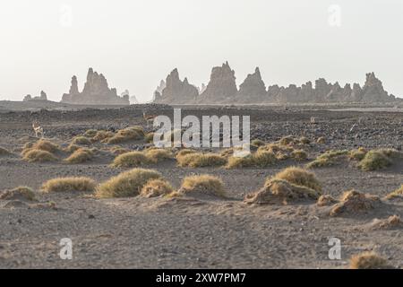 Moon landscape of limestone chimneys geological rock formations in a sunset rays at the bottom of dried salt lake Abbe, Djibouti Stock Photo