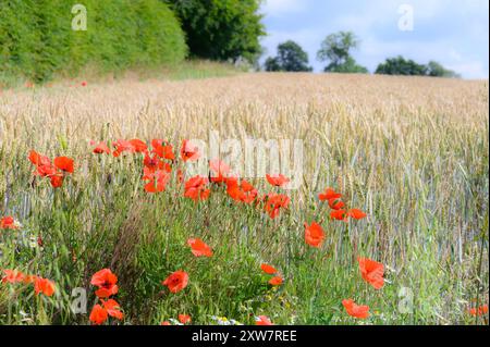 Red Field Poppies (Papaver rhoeas) growing in the arable field margin by a field of barley in Kent, UK. Mid July Stock Photo