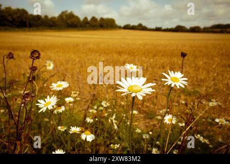 Ox-Eye Daisies (Leucanthemum vulgare), white wildflower, summer, countryside, UK Stock Photo