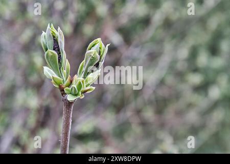 Close-up of lilac opening buds on blurred background. Syringa vulgaris. Spring background Stock Photo