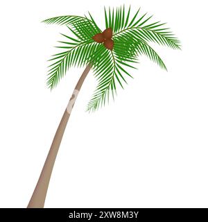 Coconut tree with coconuts isolated on white background. Stock Vector