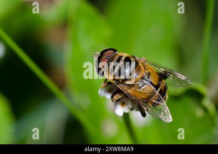 Hover Fly, Palpada vinetorum, male on Lanceleaf Fogfruit, Phyla lanceolata Stock Photo