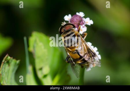 Hover Fly, Palpada vinetorum, male on Lanceleaf Fogfruit, Phyla lanceolata Stock Photo