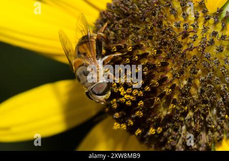 Hover Fly, Palpada vinetorum, female on Common Sunflower, Helianthus annuus Stock Photo