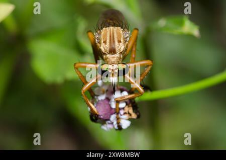 Robber Fly, Diogmites sp., perched on Lanceleaf Fogfruit, Phyla lanceolata Stock Photo