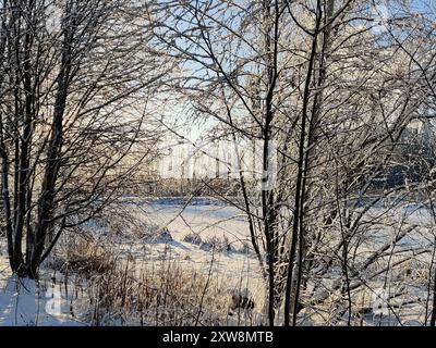 Frozen trees under the snow. Magic rays of the sun fall on the branches of trees. Beautiful winter landscape banner. Stock Photo