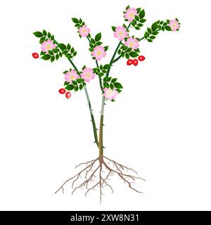 A rose hip with flowers and berries on a white background. Stock Vector