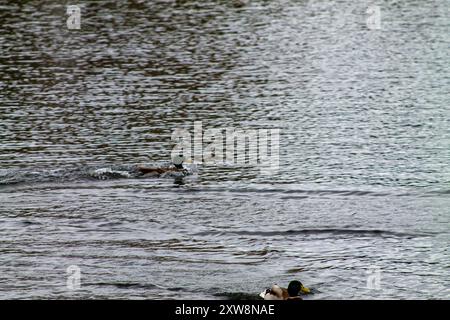 Two ducks swimming in a calm body of water, creating gentle ripples on the surface. The water reflects the surrounding environment, adding a serene at Stock Photo