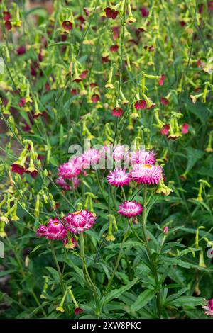 Pink annual Helichrysum and Nicotiana 'Tinkerbell' flowering in a summer garden Stock Photo