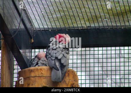 Two Galah parrots perched on a wooden log inside a cage, with one bird grooming itself. The birds have pink and grey feathers, showcasing their unique Stock Photo